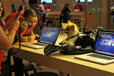 ユーザーが連れてきた子犬