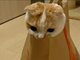 袋からズボッ！　マックの袋が大好きな猫ちゃん動画