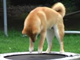 トランポリンが解せぬ柴犬が愛くるしすぎる