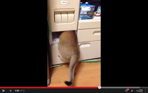 ねこびつ