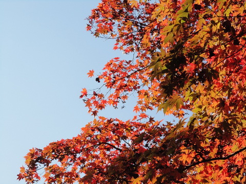 紅葉