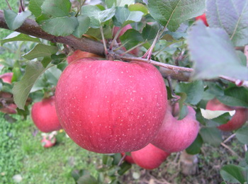 ルビースイート