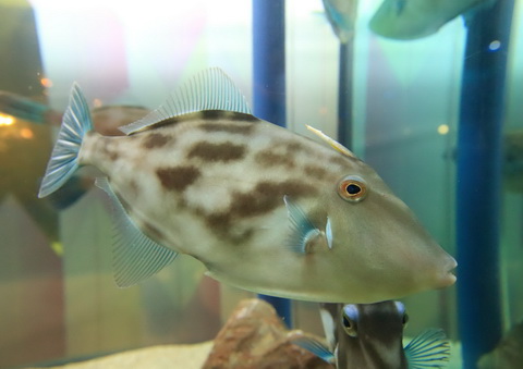 鴨川シーワールド