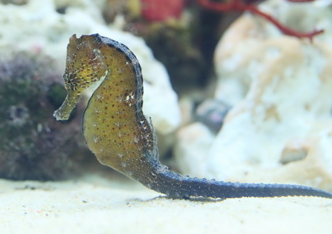 鴨川シーワールド