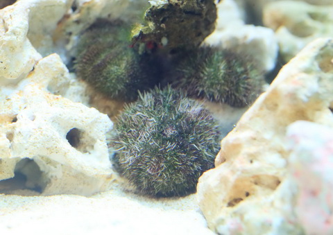 鴨川シーワールド