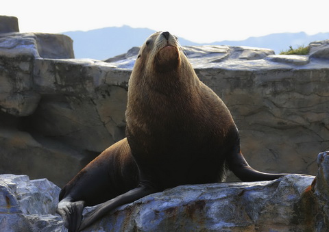 鴨川シーワールド