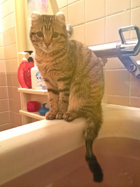 あったかいニャ……