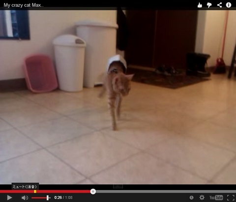 画像（ヨロヨロと後ずさりするねこちゃん）