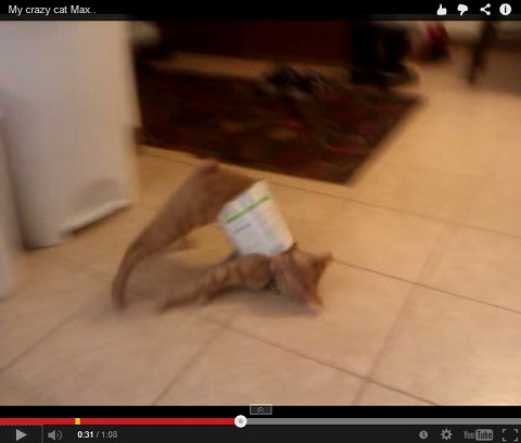 画像（コテン）