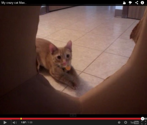 画像（再び、ダーーイブ！）