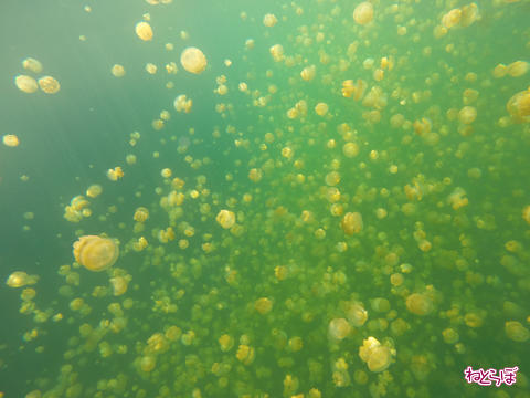 画像（ジェリーフィッシュレイク1）