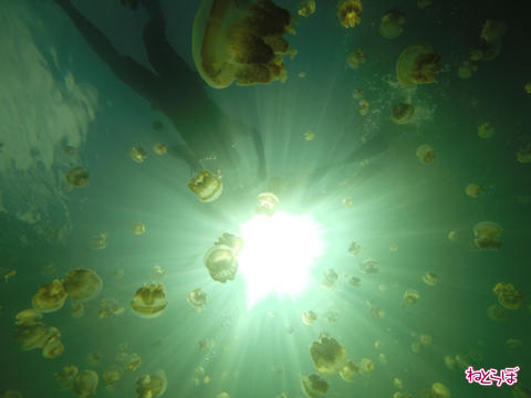 画像（ジェリーフィッシュレイク3）