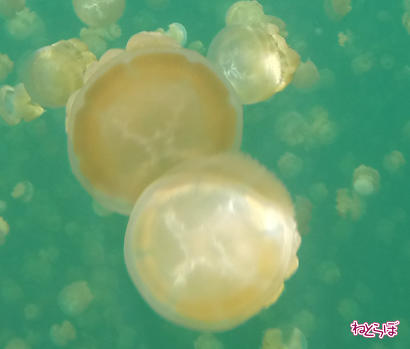 画像（ジェリーフィッシュレイク6）