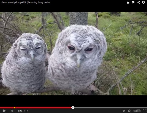 画像（フクロウ1）