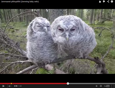 画像（フクロウ2）