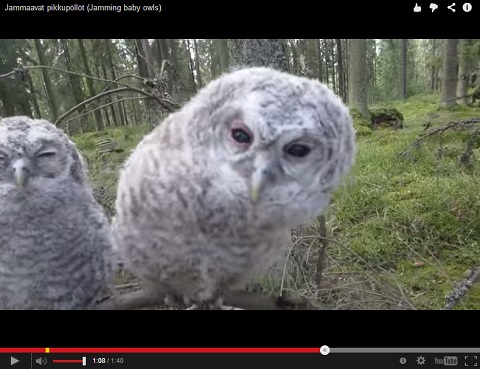 画像（フクロウ3）