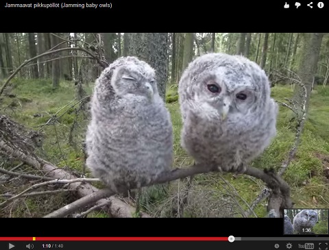 画像（フクロウ4）