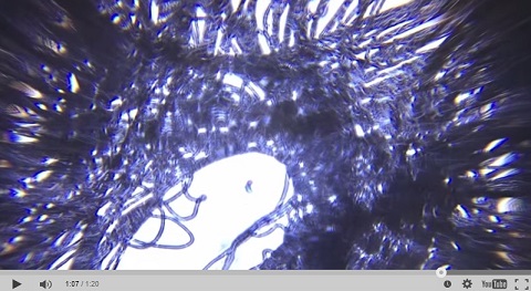 画像（ミクロの世界がくっきり！）