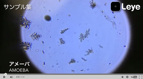 画像（アメーバ）