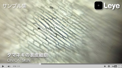 画像（タマネギの表皮細胞）