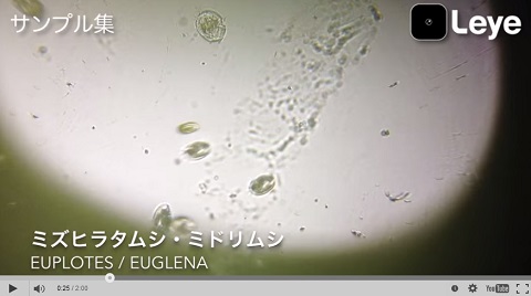 画像（ミドリムシ）