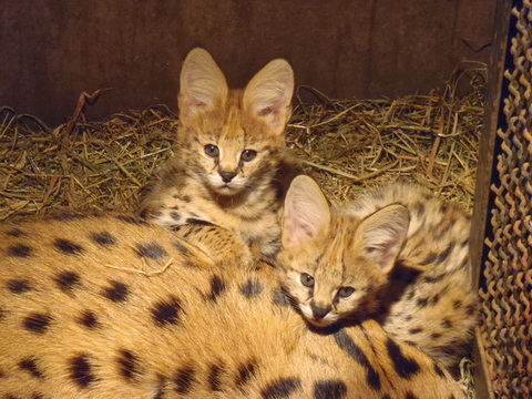羽村市動物公園