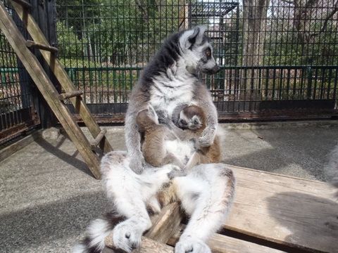 羽村市動物公園