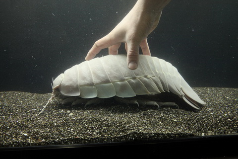 きょうりゅうすいぞくかん