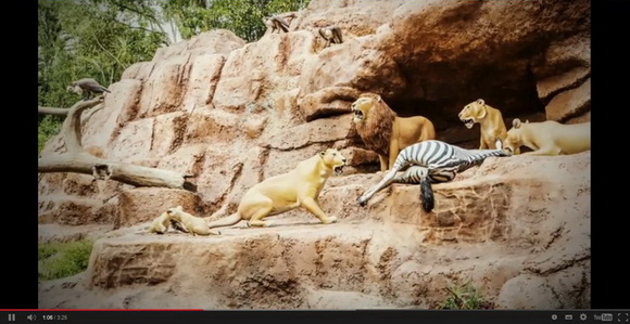 ジャングルクルーズ