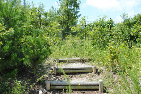 モリゾーキッコロ