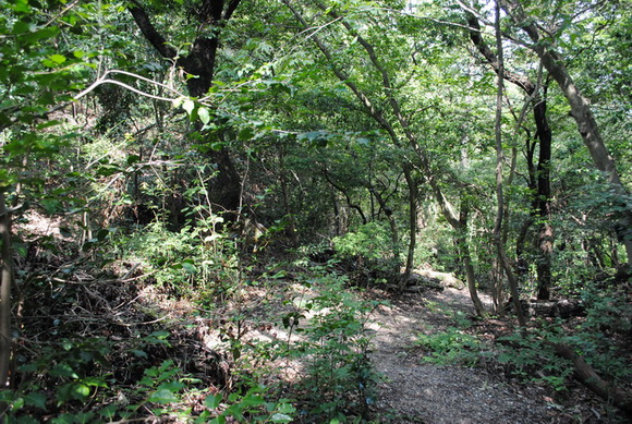 モリゾーキッコロ