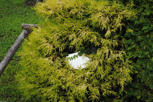 モリゾーキッコロ