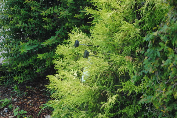 モリゾーキッコロ