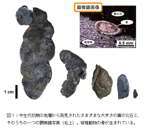 日本最古の糞化石