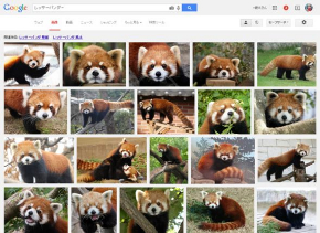 レッサーパンダ