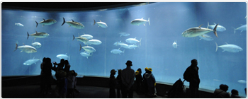 葛西臨海水族園