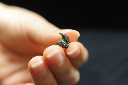 沖縄で拾ったサメ類の歯の化石（メガマウス）。 沖縄で拾ったサメ類の歯の化石（メガマウス）。