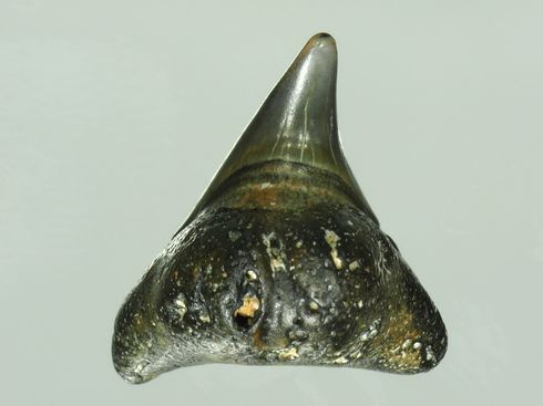 沖縄で拾ったサメ類の歯の化石（メガマウス）。 沖縄の海岸に幻の巨大ザメの歯化石漂着 | ハフポスト NEWS