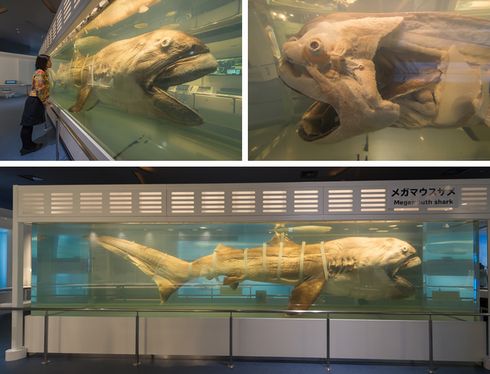 アジア初！ “幻のサメ”メガマウスザメの歯の化石が沖縄で
