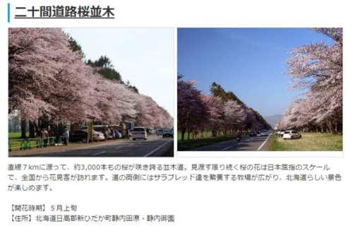 2015年桜開花予想