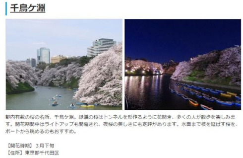 2015年桜開花予想