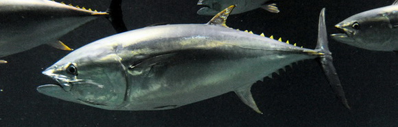 葛西臨海水族園