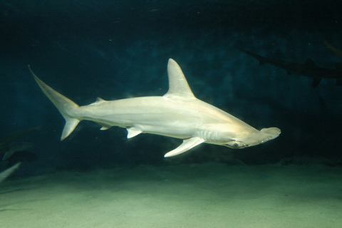 葛西臨海水族園