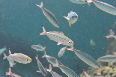 葛西臨海水族園