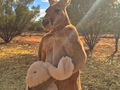 マッチョすぎるカンガルーのロジャーくんはお気に入りのウサギのぬいぐるみを奪おうとする人間を全力で殴ります