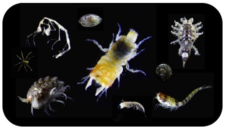 ミクロモンスター