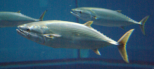 葛西臨海水族園