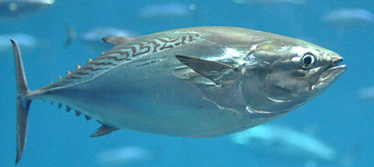 葛西臨海水族園