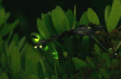 すみだ水族館ほたるの夜