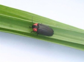 すみだ水族館ほたるの夜